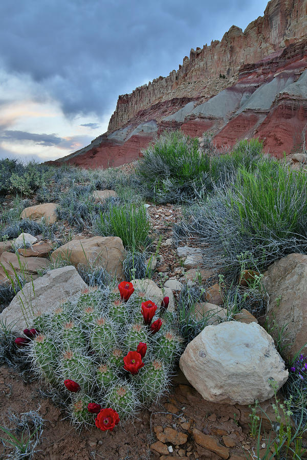 Scenic Drive Cacti Bloom in Capitol Reef Photograph by Ray Mathis
