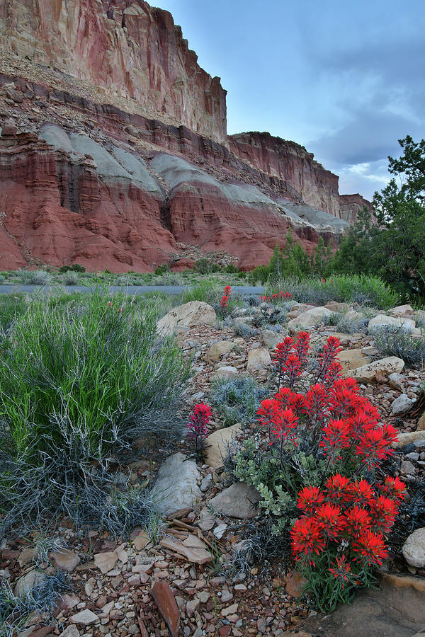 Scenic Drive Paintbrush in Capitol Reef Photograph by Ray Mathis