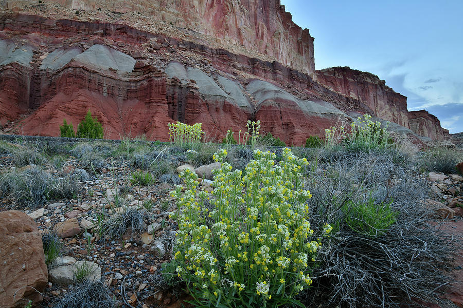 Scenic Drive Wildflowers in Capitol Reef Photograph by Ray Mathis