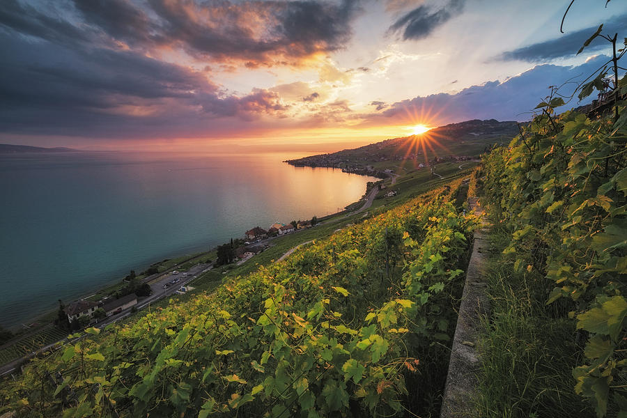 Wine Photograph - Scenic Landscape At Sunset, Puidoux by Nestor Rodan