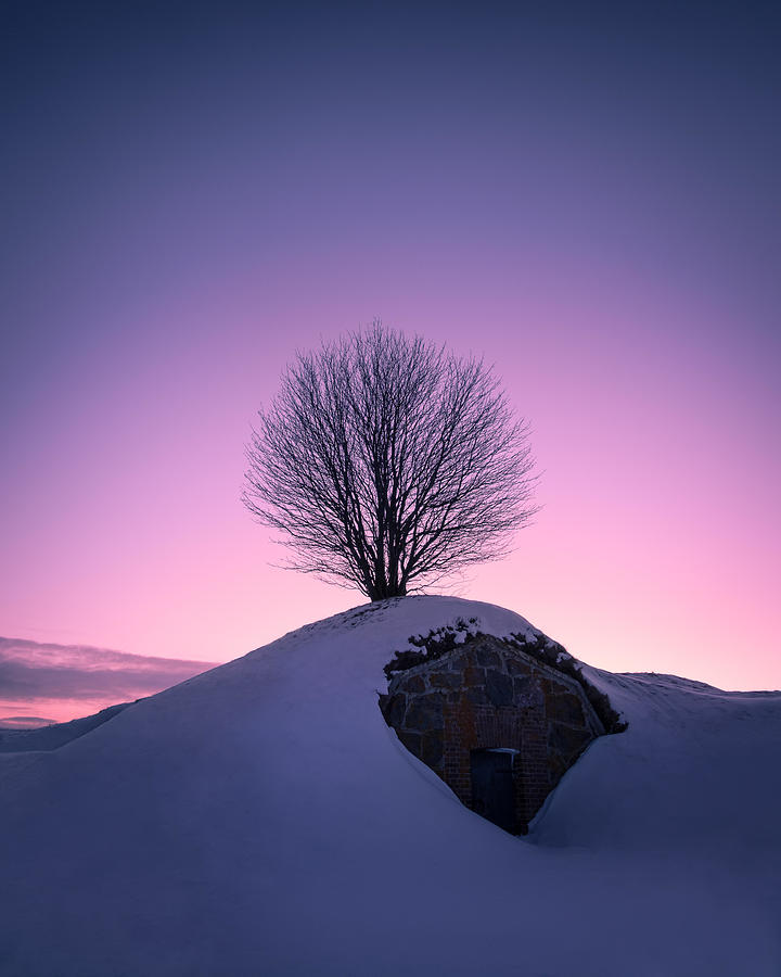Winter Photograph - Scenic Landscape With Lonely Tree by Jani Riekkinen