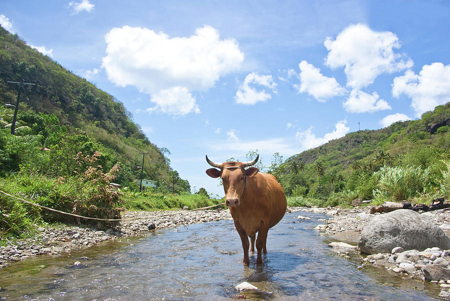 Scenic Landscape With Stream And Cow Photograph by Jaminwell
