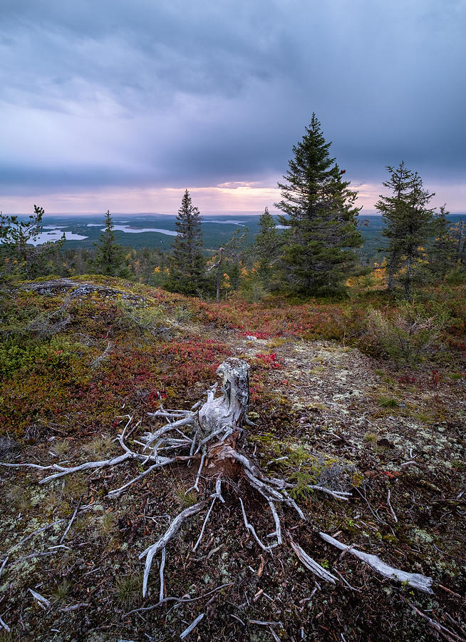 Sunset Photograph - Scenic Landscape With Stump And Roots by Jani Riekkinen