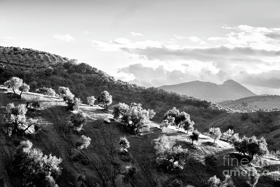 Scenic Ridge In Andalucia BW Photograph by Timothy Hacker