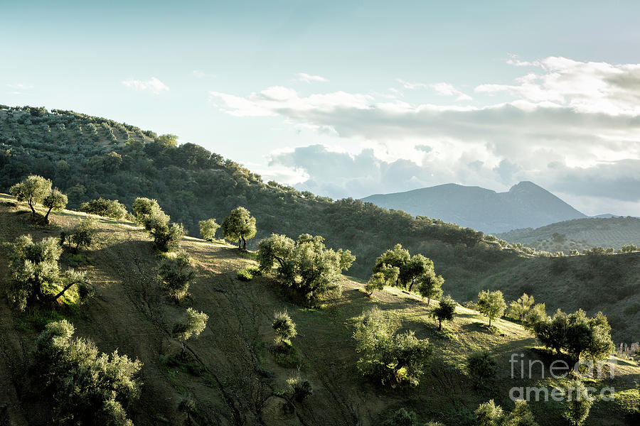 Scenic Ridge In Andalucia Photograph by Timothy Hacker