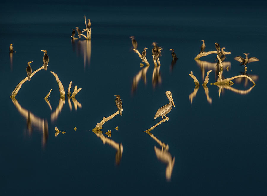 Nature Photograph - Scenic View Of Pelicans Perching On Branches Over Salton Sea During Night by Cavan Images