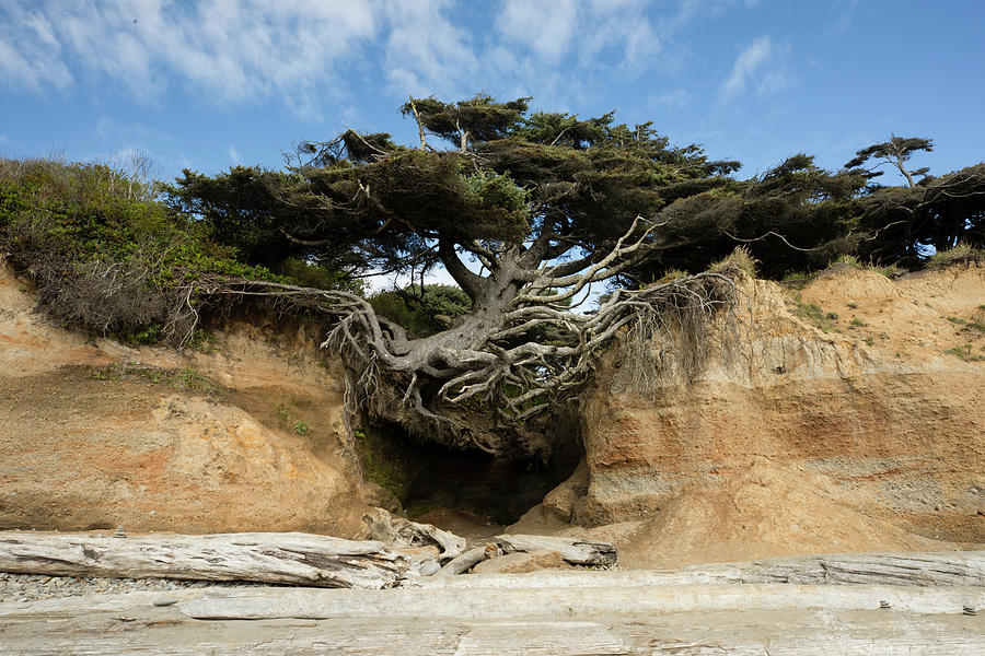 Scenic View Of Tree Of Life, Kalaloch Photograph by Panoramic Images