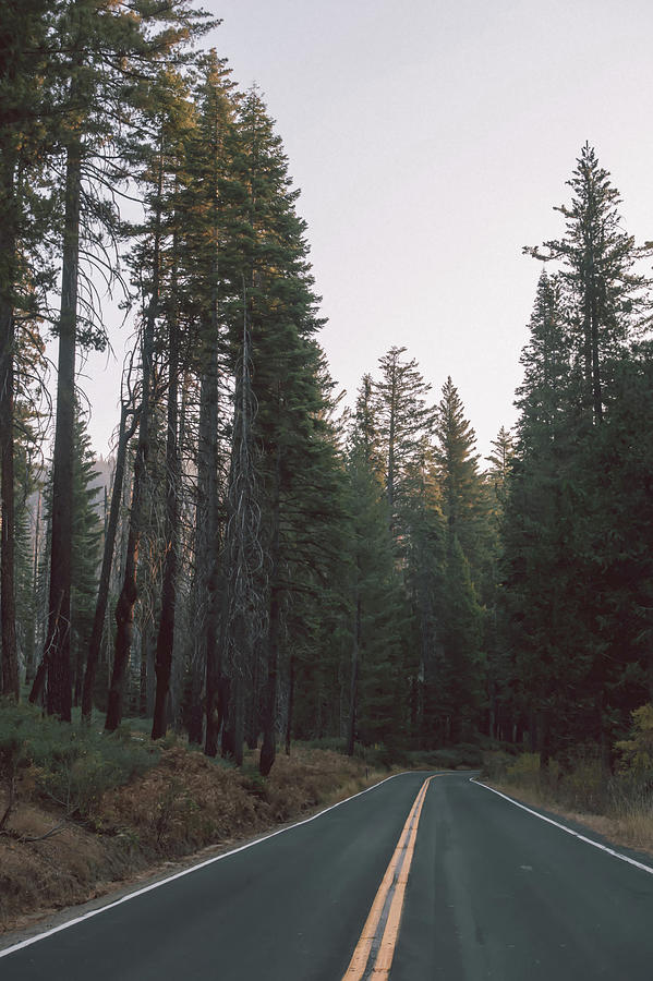 Scenic Winding Road Through Yosemite National Park Photograph by Alex Grichenko