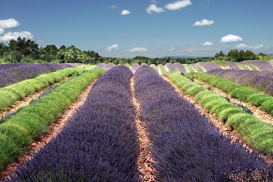 Scent Of Lavender Of Provence Photograph by Any.colour.you.like Photography