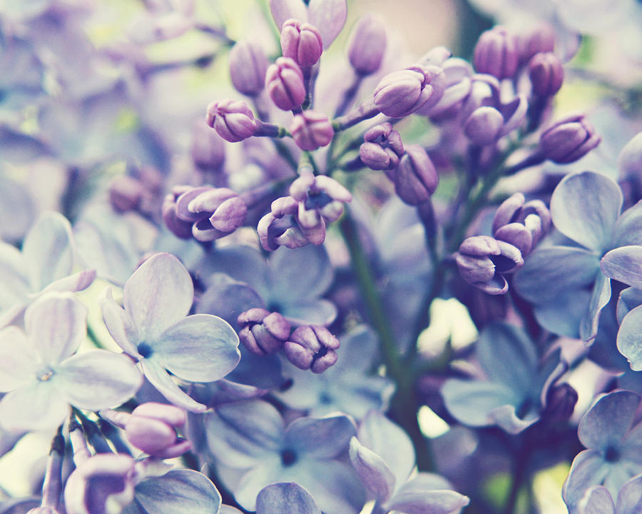 Scent of Lilac Photograph by Lupen Grainne