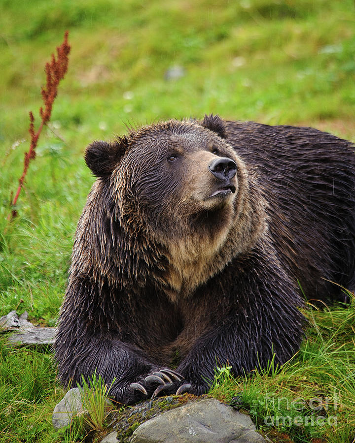 Scenting the Air Grizzly Bear Photograph by Timothy Flanigan - Pixels