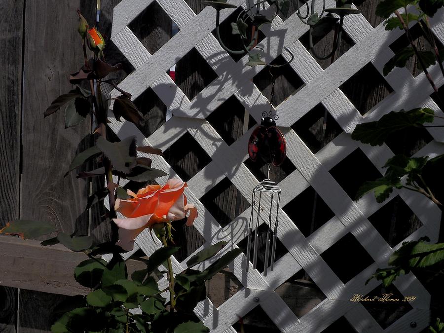 Scents on Fence Photograph by Richard Thomas