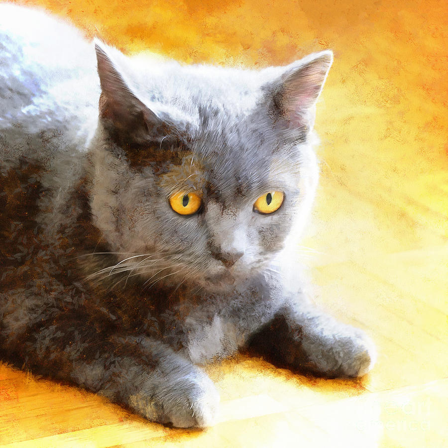 Sceptical Chartreux Cat Photograph by Elisabeth Lucas - Fine Art America