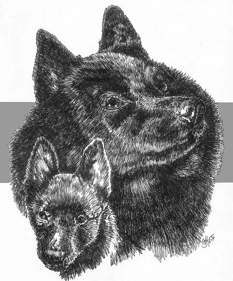 Schipperke and Pup Drawing by Barbara Keith