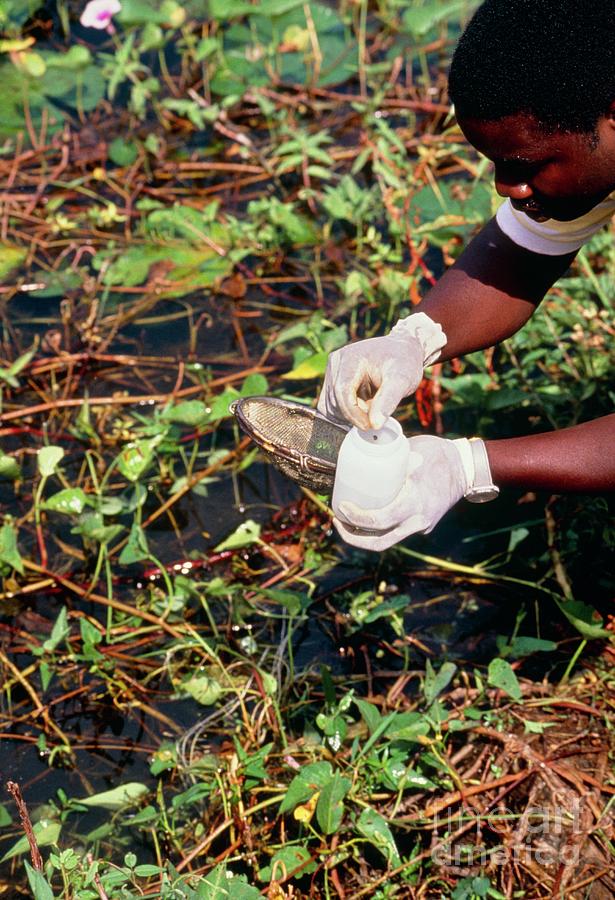 Schistosomiasis Survey: Technician Sampling Weeds Photograph by Andy Crump, Tdr, Who/science Photo Library