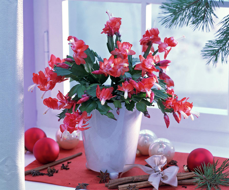 Schlumbergera christmas Cactus In White Planter At The Window Photograph by Friedrich Strauss