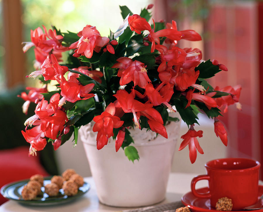 Schlumbergera 'stephanie' christmas Cactus In White Pot Photograph by ...