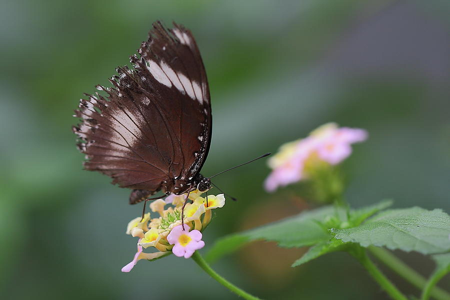 Schmetterling Butterfly Photograph by Copyright By Hellboy2503/jörg David Schmetterling Butterfly Photograph by Copyright By Hellboy2503/jörg David