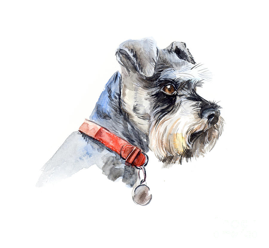 Animal Digital Art - Schnauzer Portrait Of A Dog Set by Marya Kutuzova Animal Digital Art - Schnauzer Portrait Of A Dog Set by Marya Kutuzova