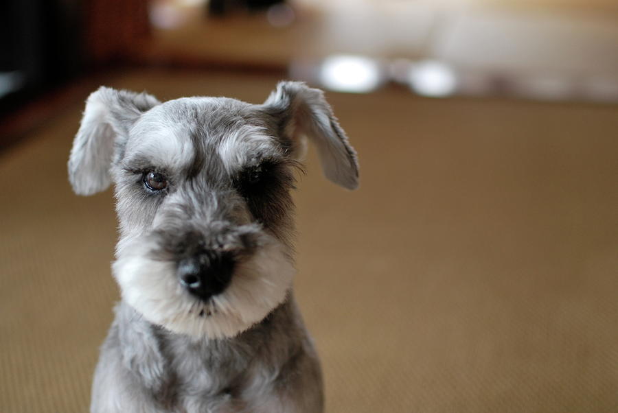 Schnauzer Puppy Photograph by Ugopapa