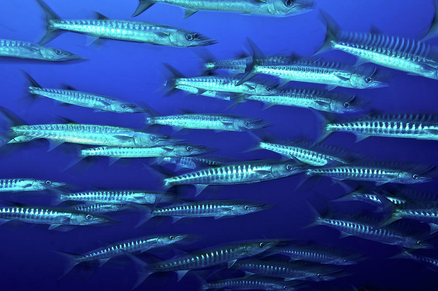 School Of Blackfin Barracuda, Kimbe Bay, Papua New Guinea Photograph By ...