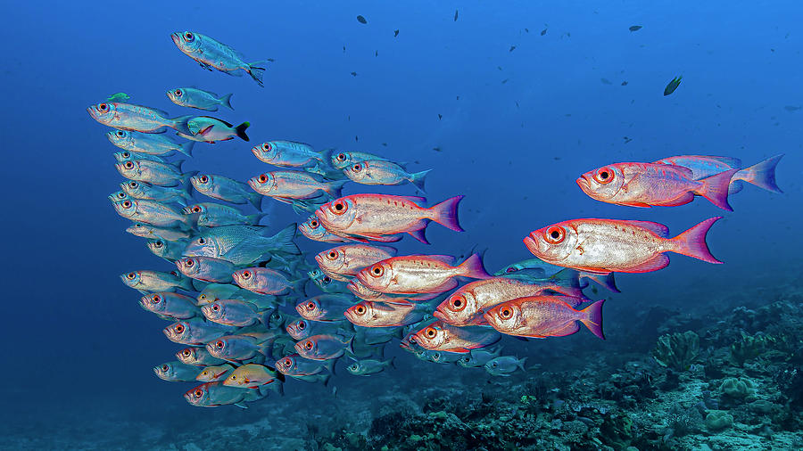 School Of Crescent-tail Bigeye Photograph by Bruce Shafer