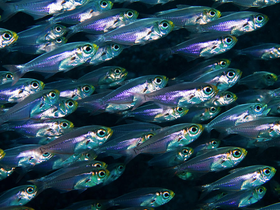 School Of Fish Photograph by A. Martin Uw Photography