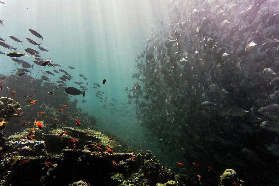 School of Fish by Carlene Smith School of Fish by Carlene Smith