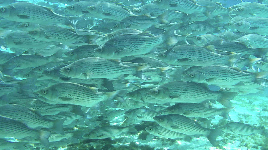 School of Fish, Natural Spring Photograph by Philip And Robbie Bracco