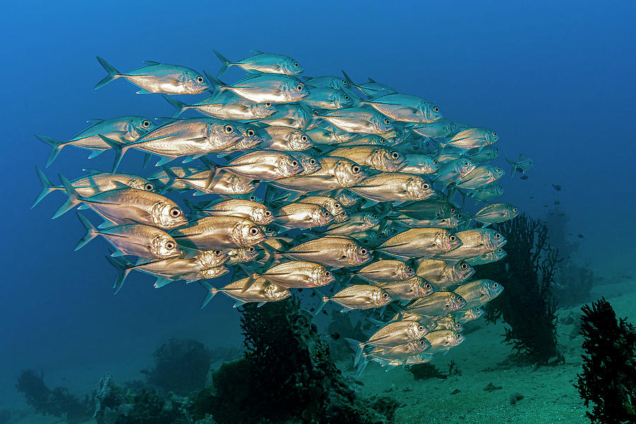 School Of Giant Trevally Caranx Photograph by Bruce Shafer