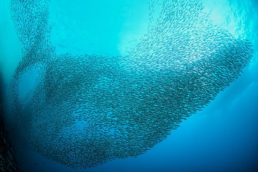 Wildlife Photograph - School Of Sardines At Moalboal by Henry Jager