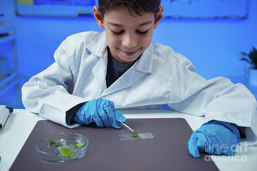 Schoolboy Putting Leaves On Microscope Slide Photograph by Microgen Images/science Photo Library