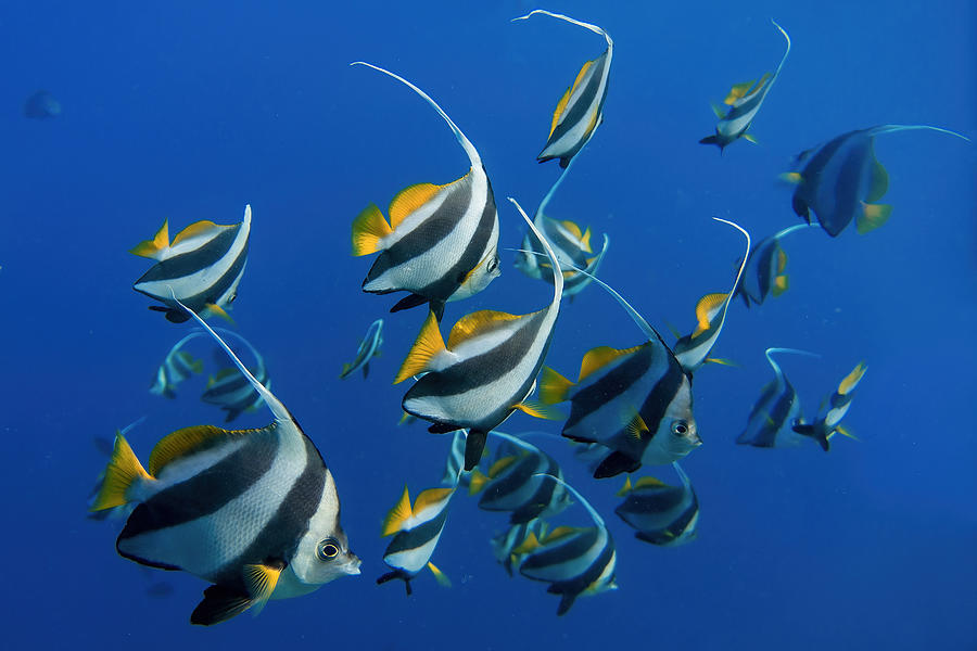 Nature Photograph - Schooling Bannerfishes by Alessandro Catta