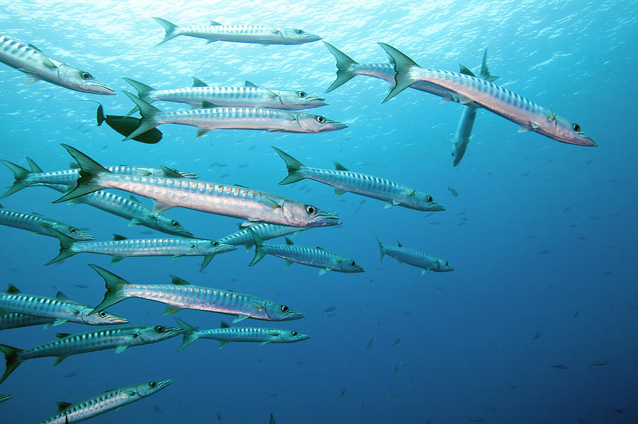 Schooling Barracuda Photograph by Michele Westmorland