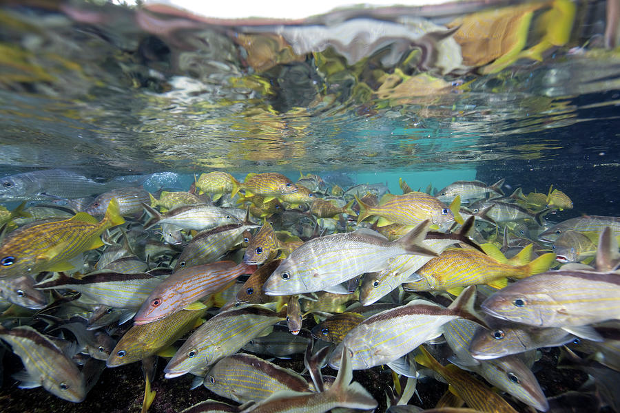 Schooling Fish In The Dig Marine Photograph by Stephen Frink
