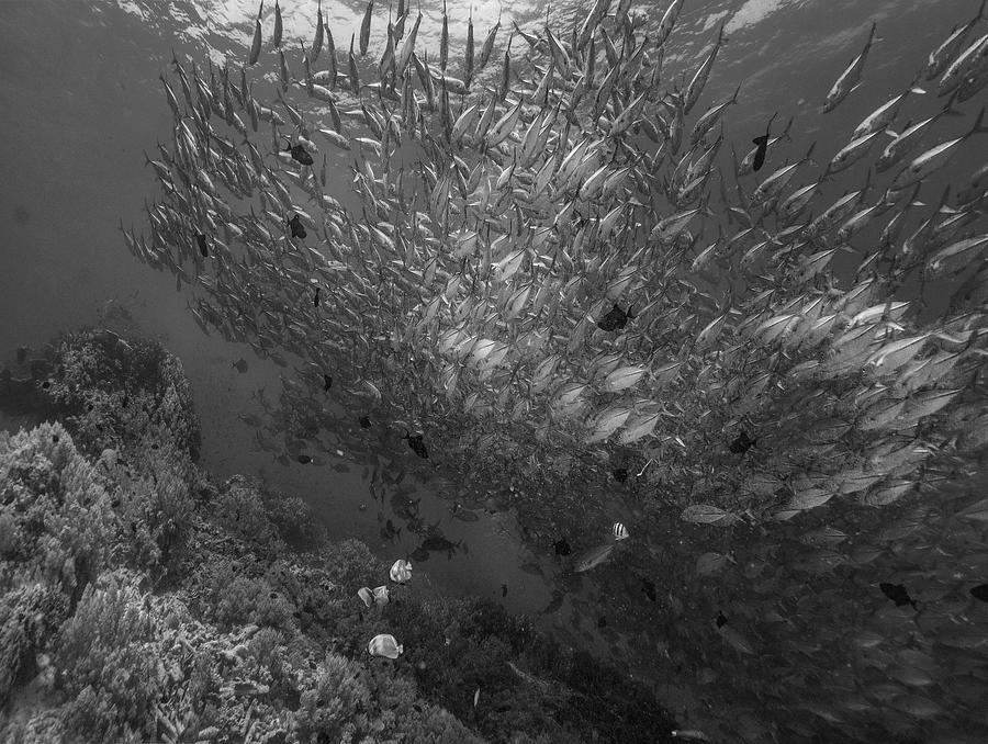 Schooling Reef Fish Photograph by Tim Fitzharris