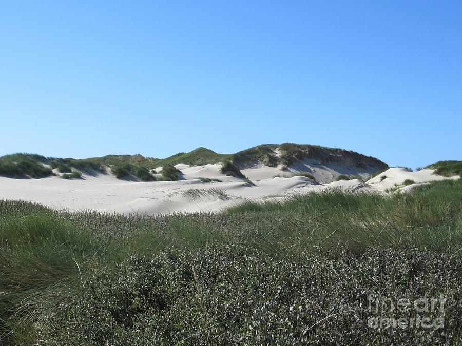 Schoorl dunes Photograph by Chani Demuijlder
