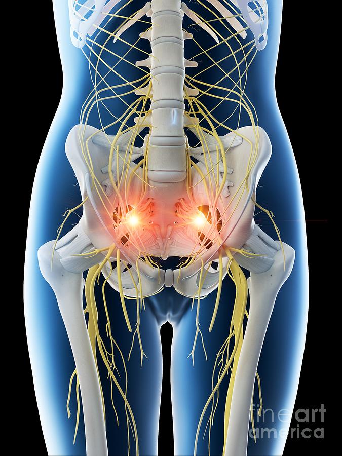 Female Hip Bones by Sebastian Kaulitzki/science Photo Library