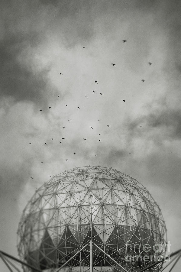 Animal Photograph - Science World and Crows, Vancouver, British Columbia by Illumina Photographics