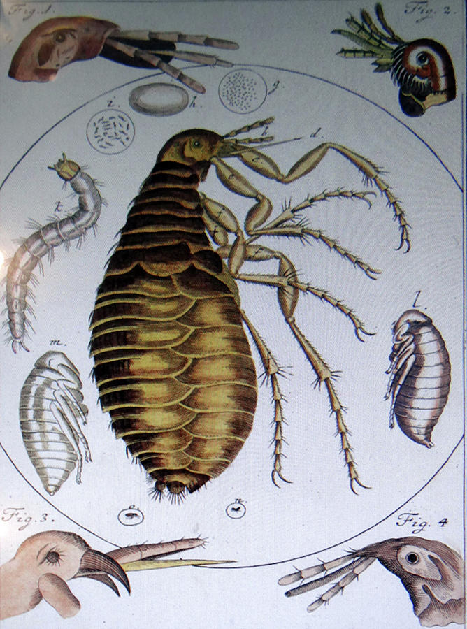  Scientific drawing of a flea Photograph by Steve Estvanik
