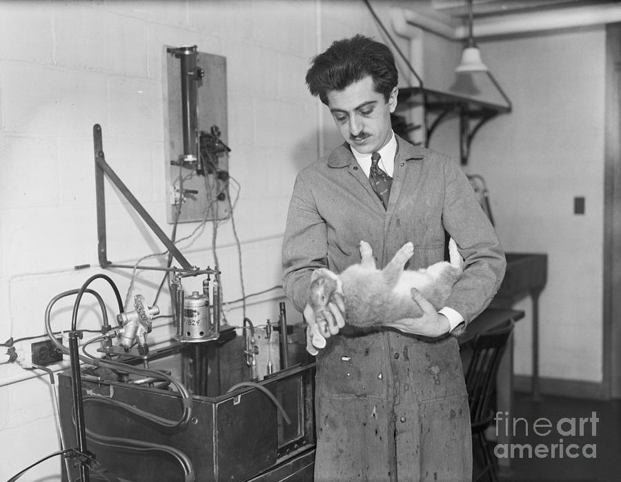 Scientist Immobilizing Rabbit In Lab Photograph by Bettmann