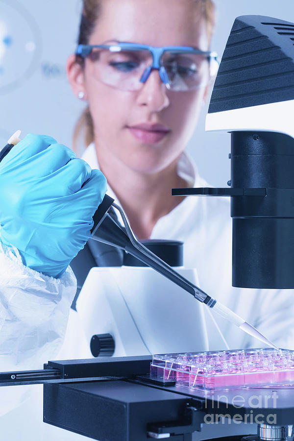 Scientist Working With Cell Culture Photograph by Microgen Images