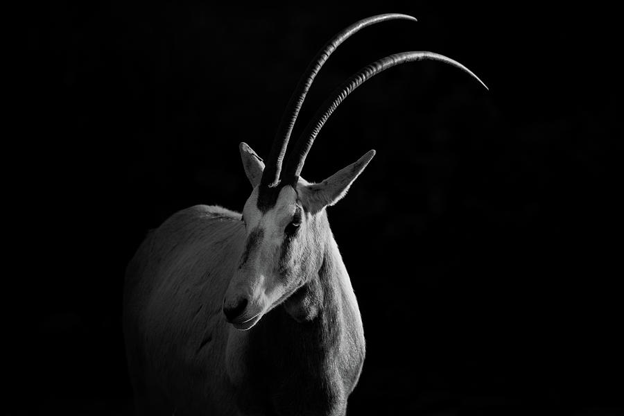 Scimitar-horned Oryx Photograph by Billy Currie Photography