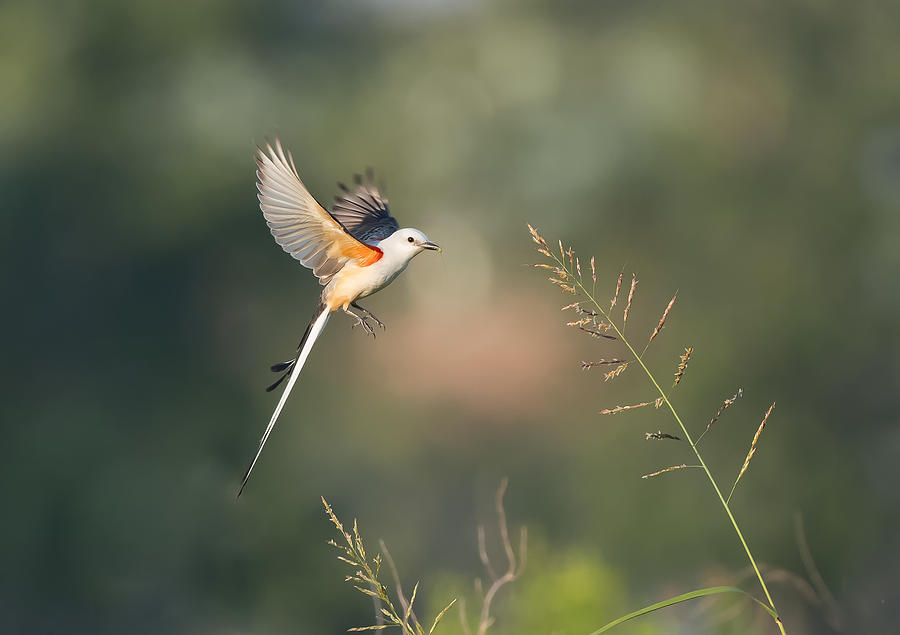 Scissor-tailed Flycatcher Photograph by Aijing H.