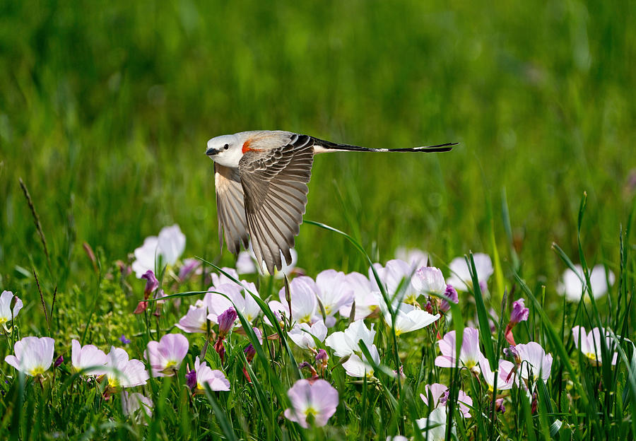 Scissor-tailed Flycatcher Photograph by Alex Li