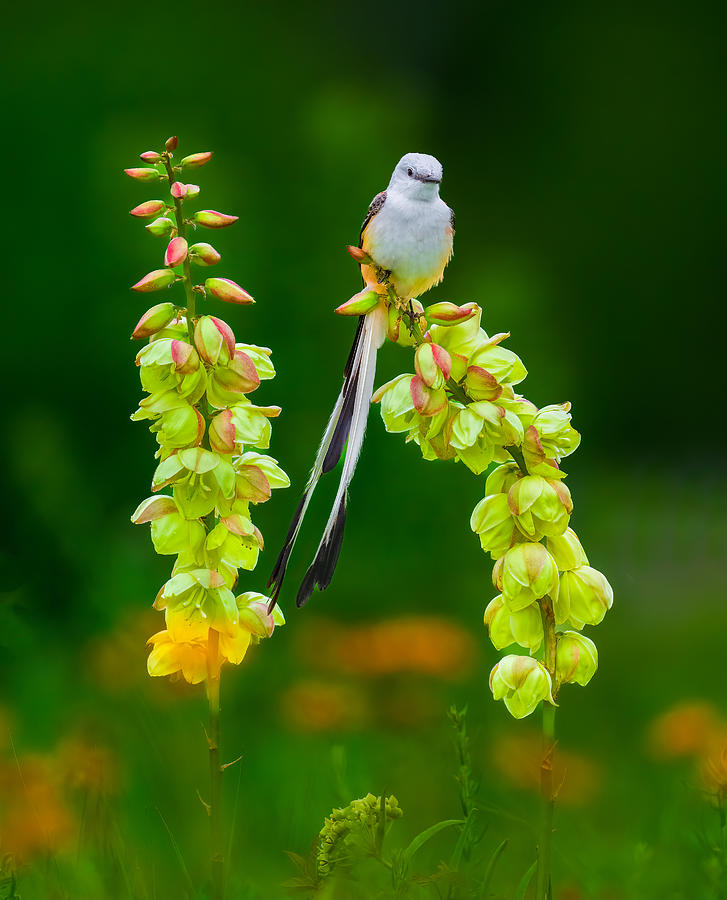 Nature Photograph - Scissor-tailed Flycatcher And Flowers by Mike He