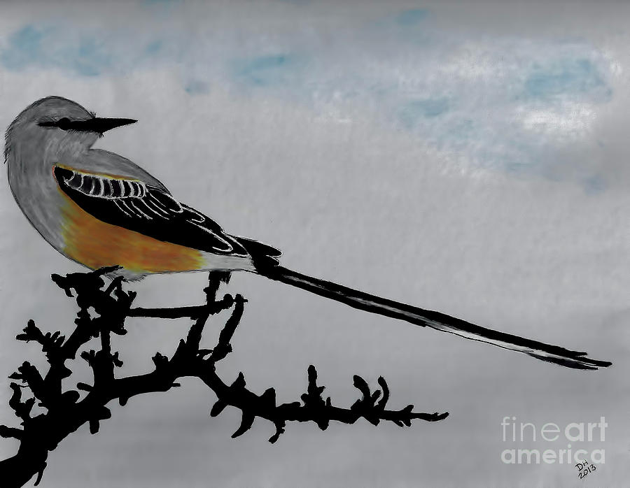 Scissor-tailed Flycatcher Drawing by D Hackett