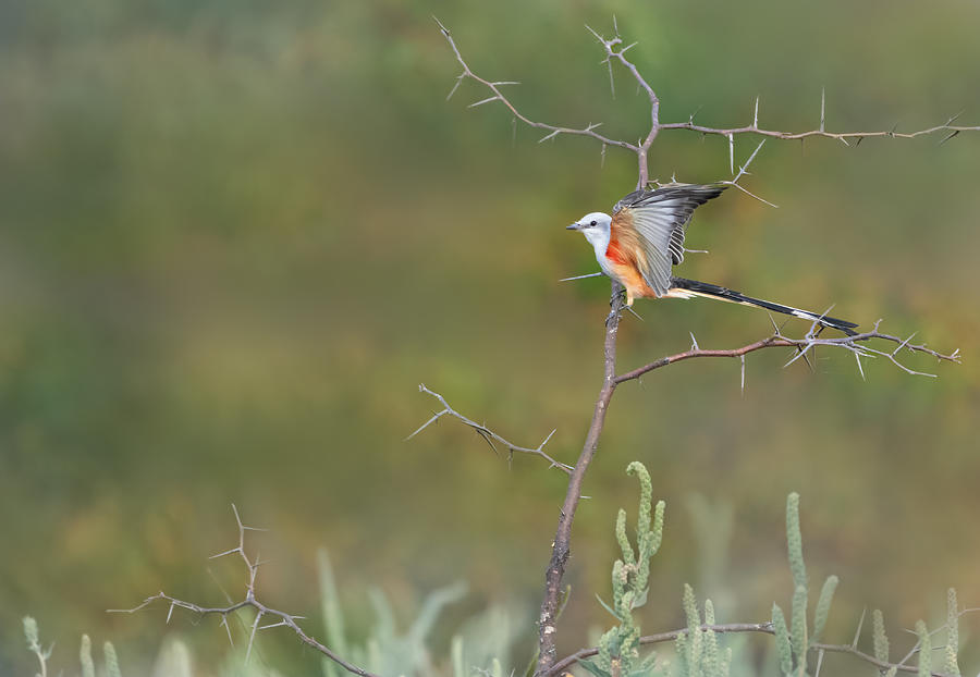 Nature Photograph - Scissor-tailed Flycatcher Get Ready For Migration by Sheila Xu