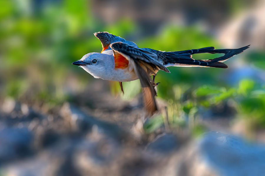 Flycatcher Photograph - Scissor Tailed Flycatcher by Jian Xu