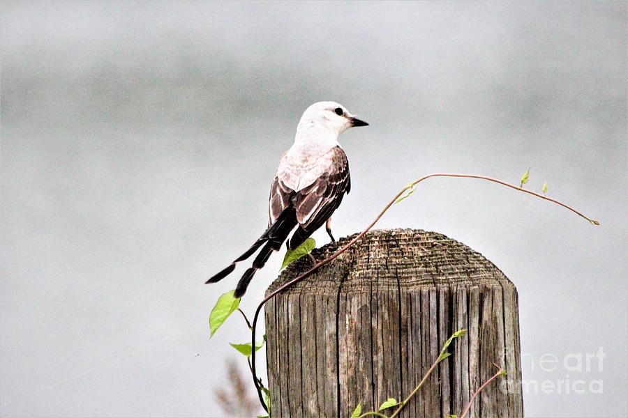 Scissor Tailed Flycatcher Photograph by Kathy White